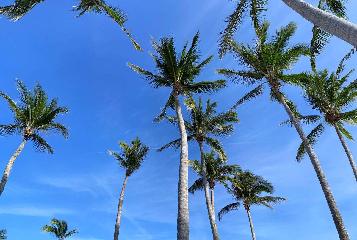 Palm trees against a blue sky in Palm Beach County