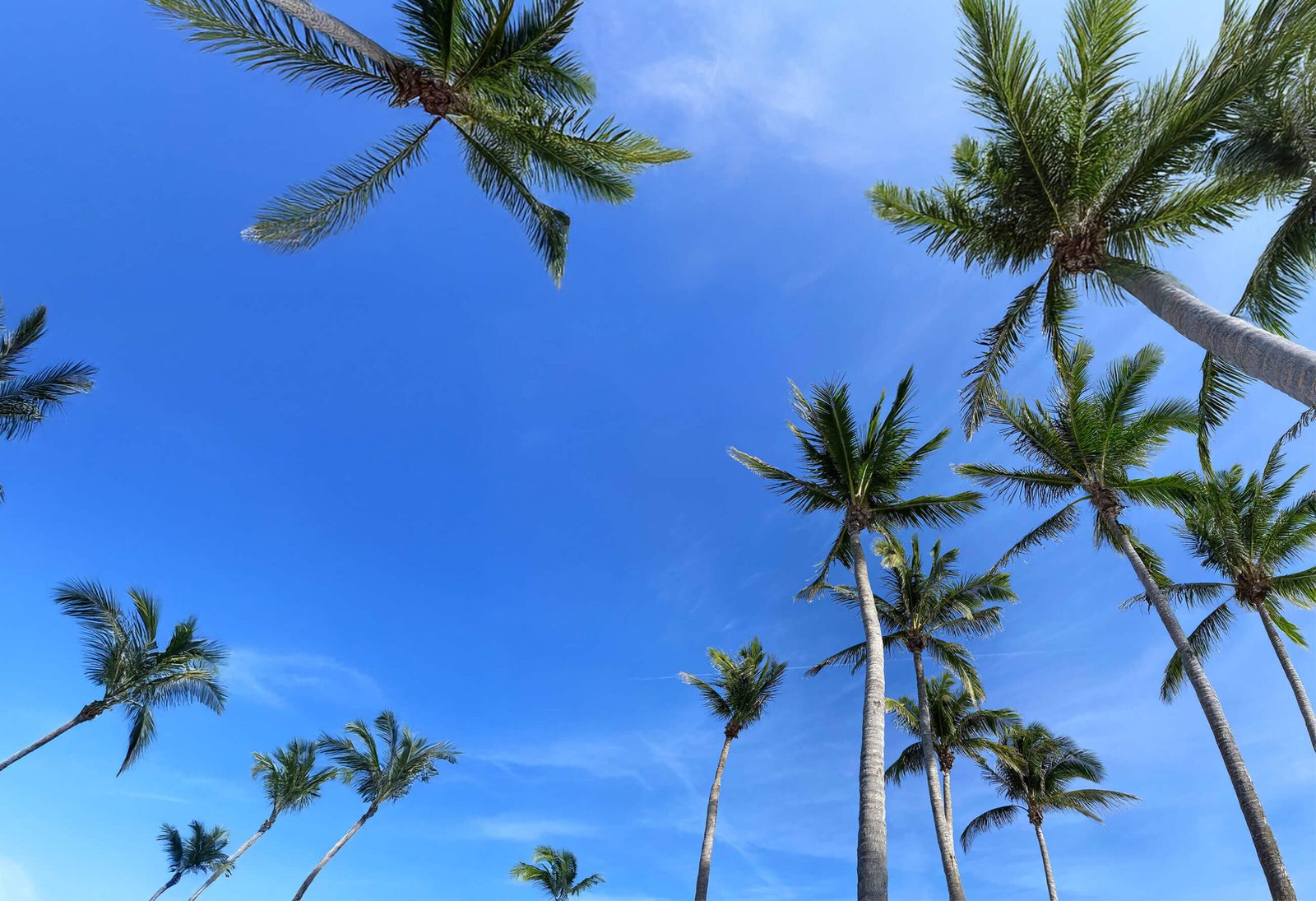 Palm trees against a bright blue sky over Palm Beach County